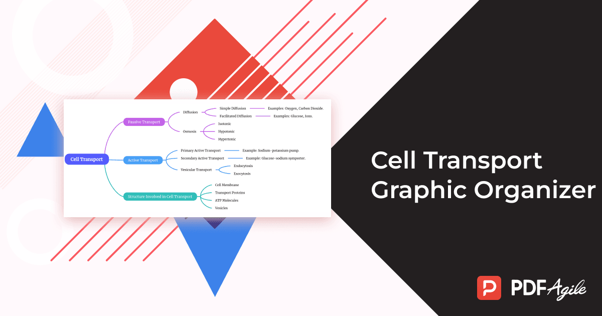 Cell Transport Graphic Organizer_1200-630