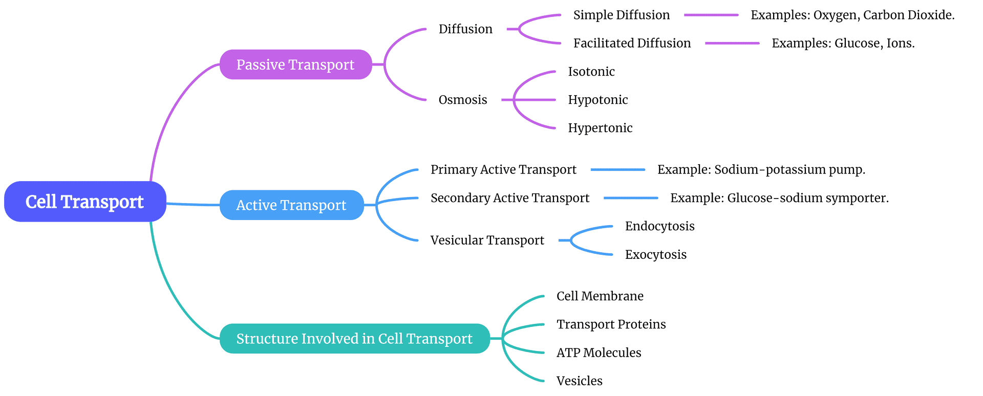 Cell Transport Graphic Organizer - Part 1