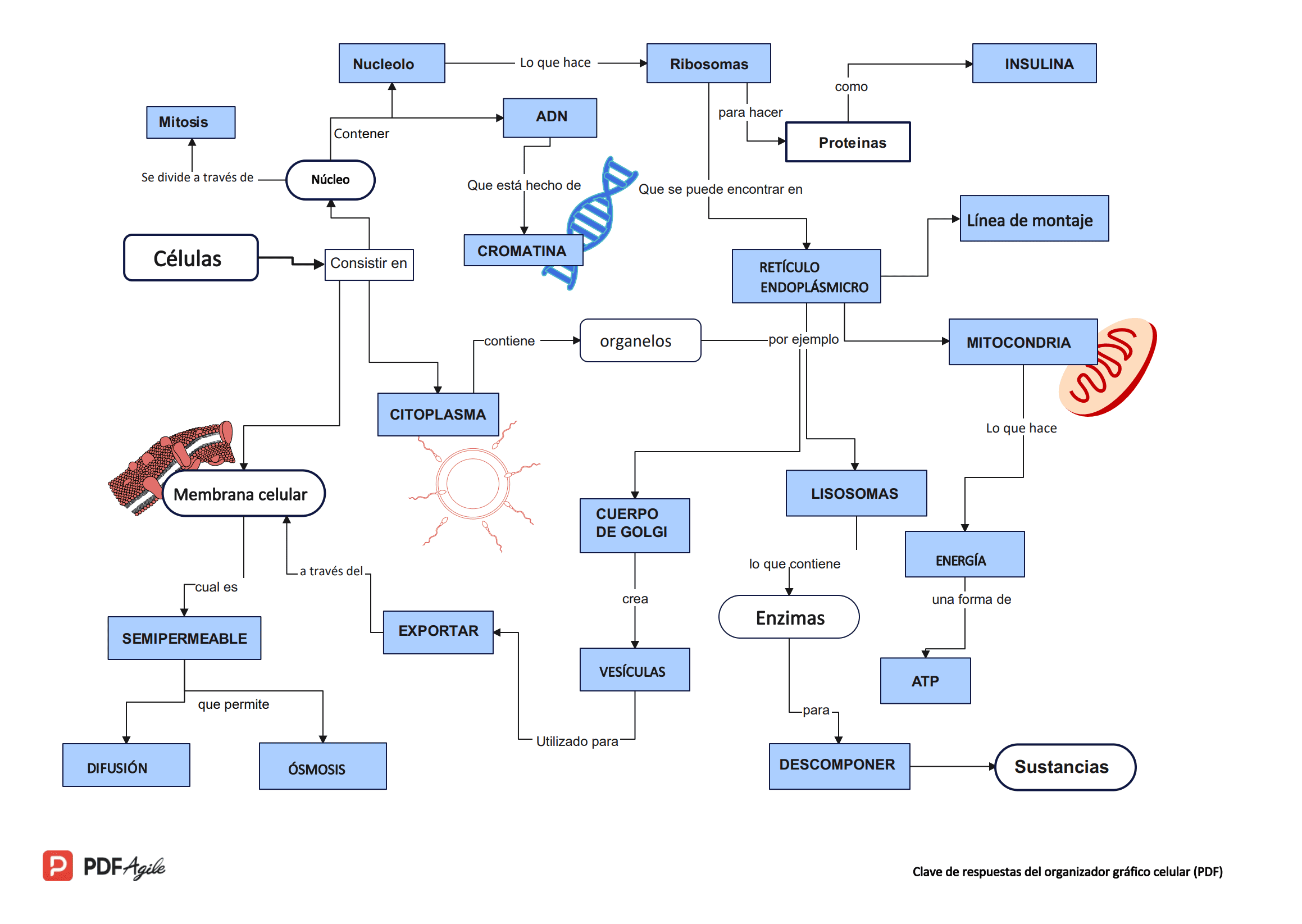 Clave de Respuestas del Organizador Gráfico de Células en PDF.png