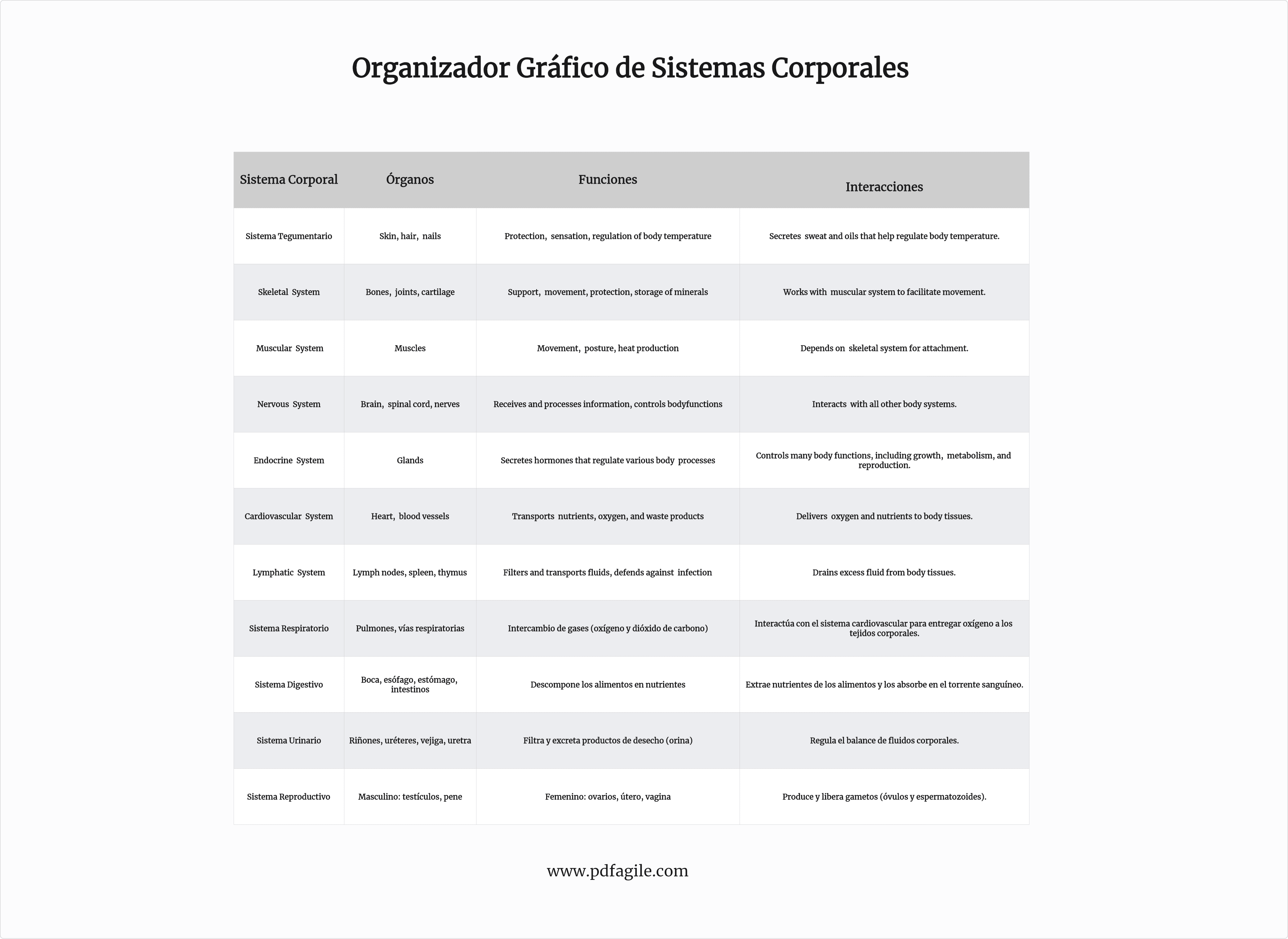 Organizador Gráfico de Sistemas Corporales-página 2.png