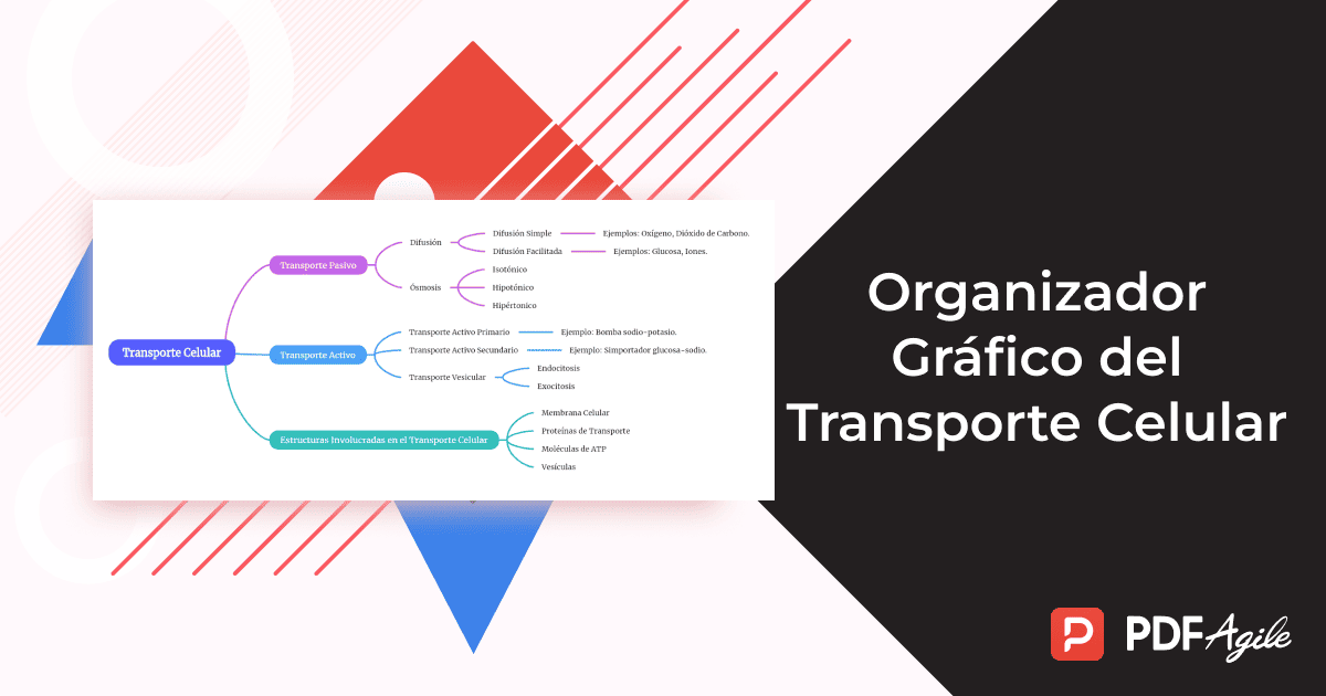 Organizador Gráfico del Transporte Celular_1200_630.png
