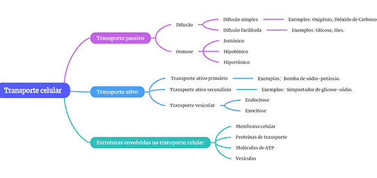 Organizador_gráfico_do_transporte_celular 1.png