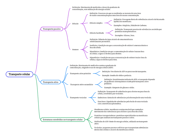 Organizador gráfico do transporte celular