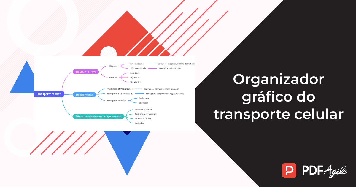 Organizador gráfico do transporte celular